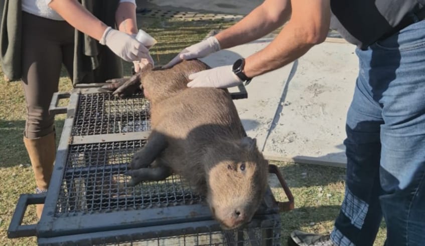 Filhote de capivara é resgatado com ferimentos no Parque Leon Feffer, em Mogi