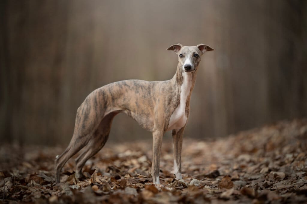 Cachorro da raça whippet em pé em cima de folhas secas em uma floresta