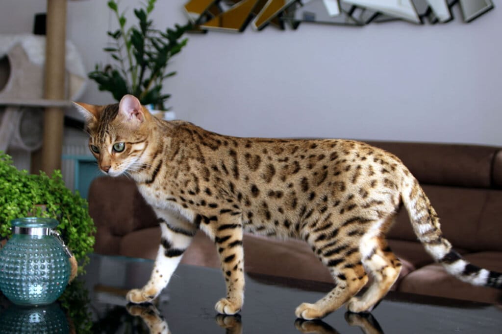 Gato da raça bengal com a pelagem amarela e marrom em cima de uma mesa na sala 