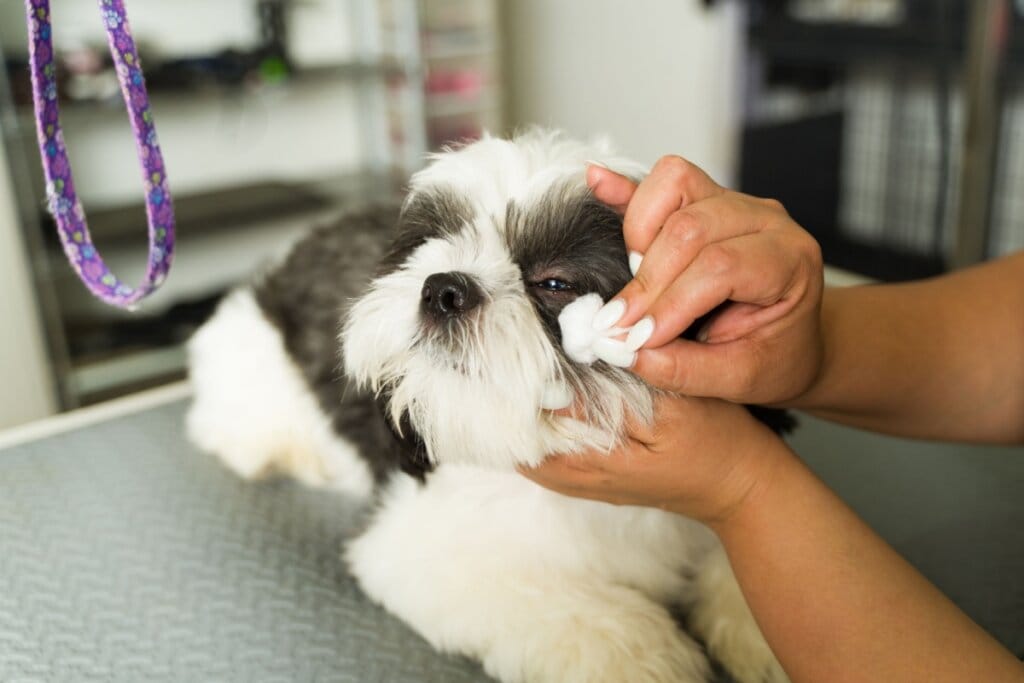 Mãos limpando os olhos de um shih tzu, com pelagem preto e branca, deitado