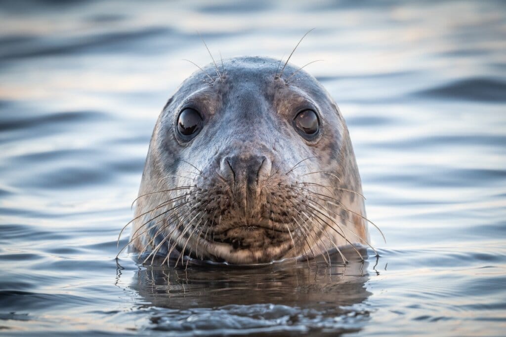 Imagem da cabeça de uma foca saindo da água