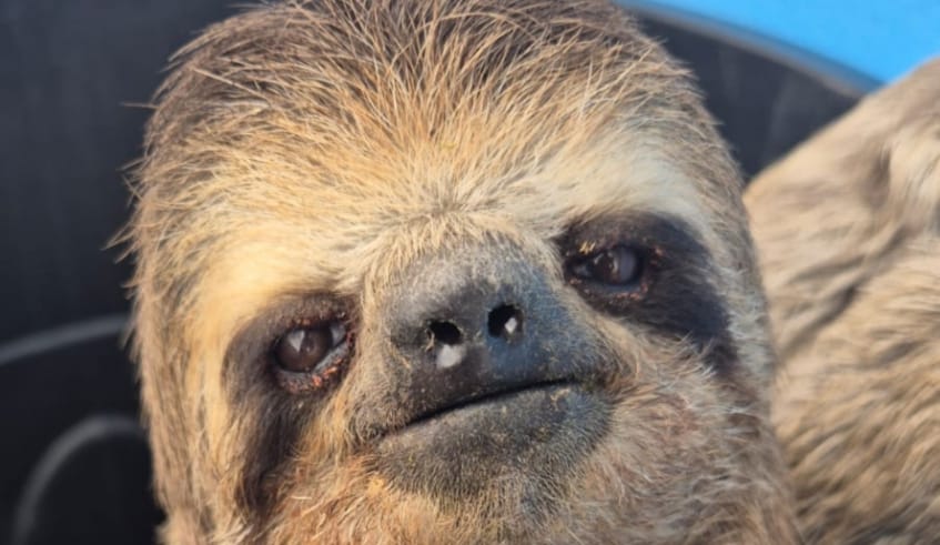 Bicho-preguiça é resgatado em casa de Mogi das Cruzes