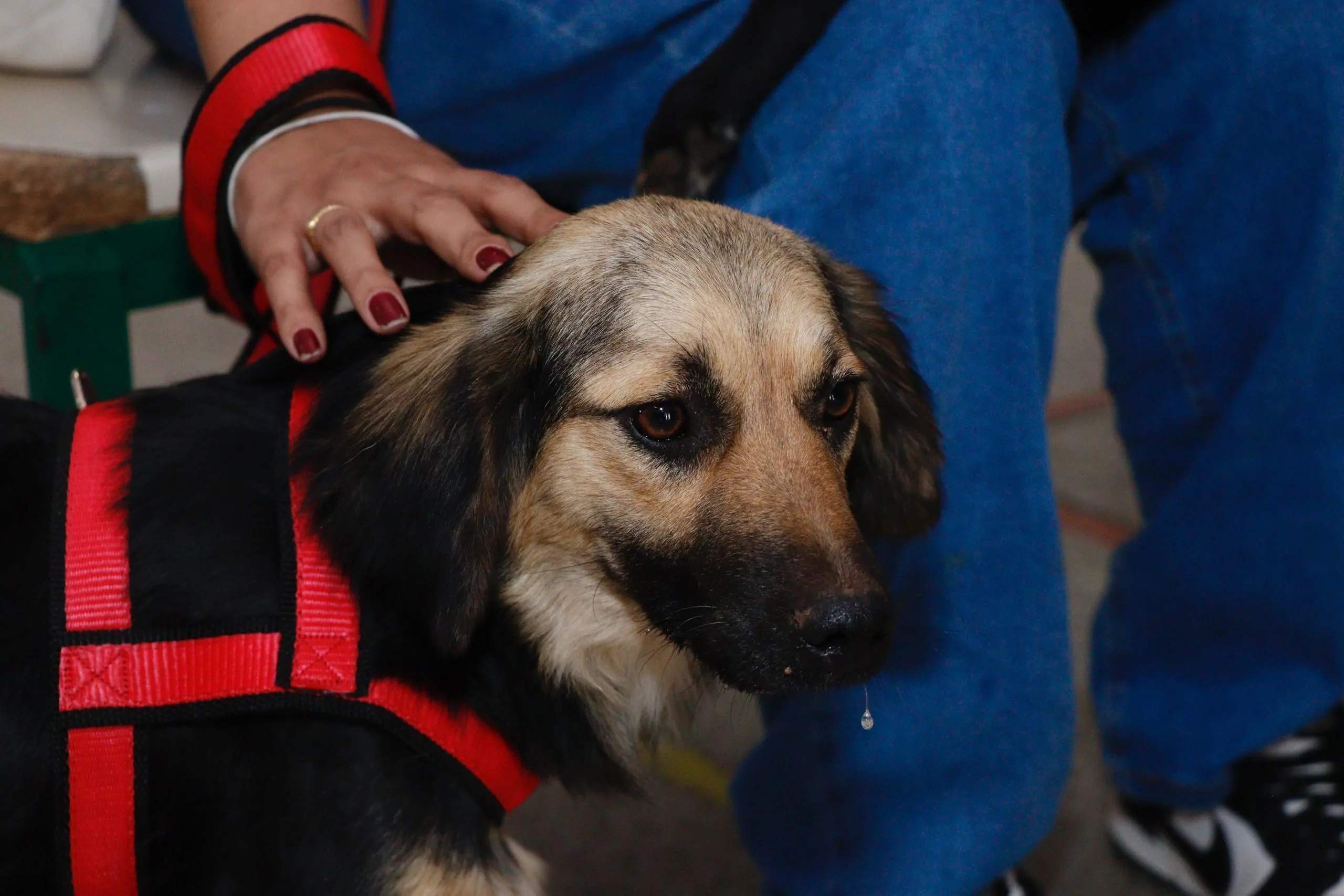 Suzano tem inscrições abertas para mutirão gratuito de castração de pets