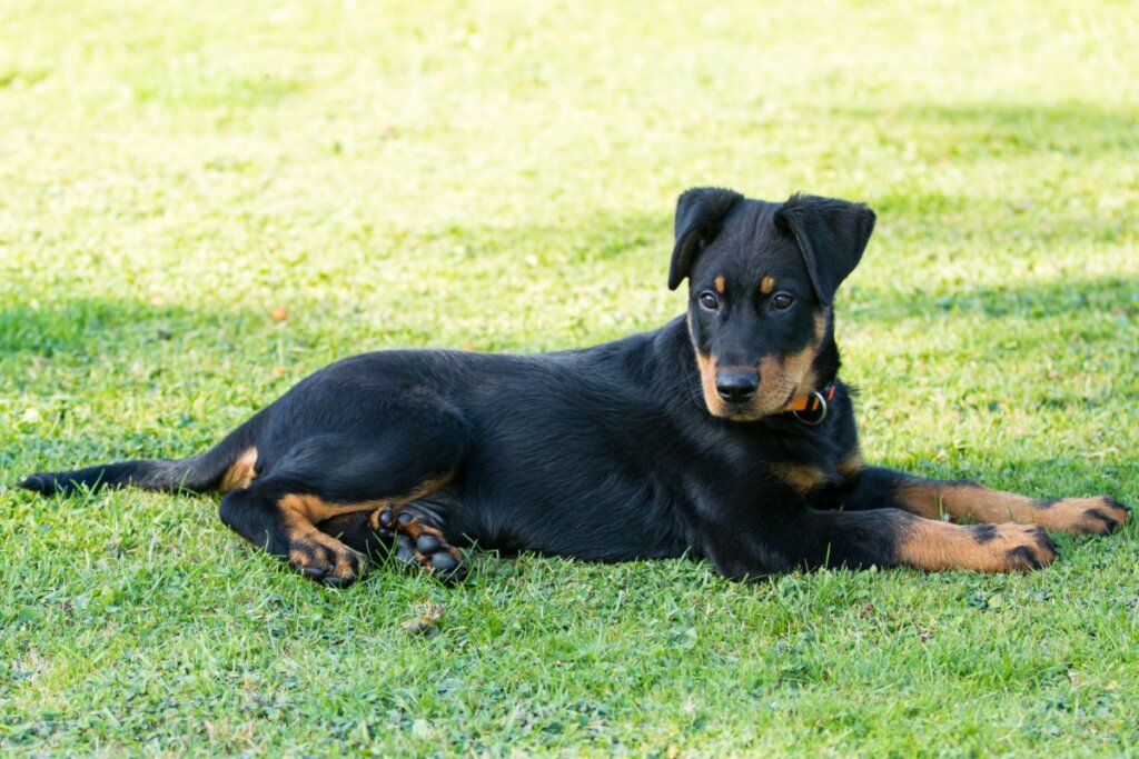 filhote de cachorro pastor de beauce preto e marrom deitado na grama