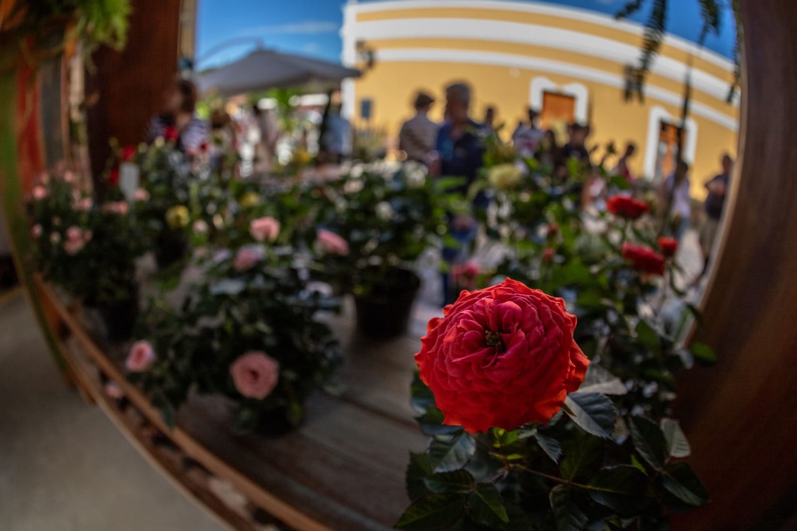 Festival de Flores e Licores abre comemorações dos 126 anos de Guararema