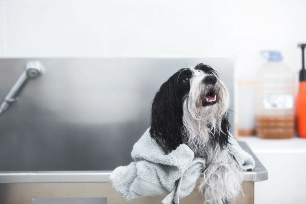 4 características do cachorro da raça terrier tibetano