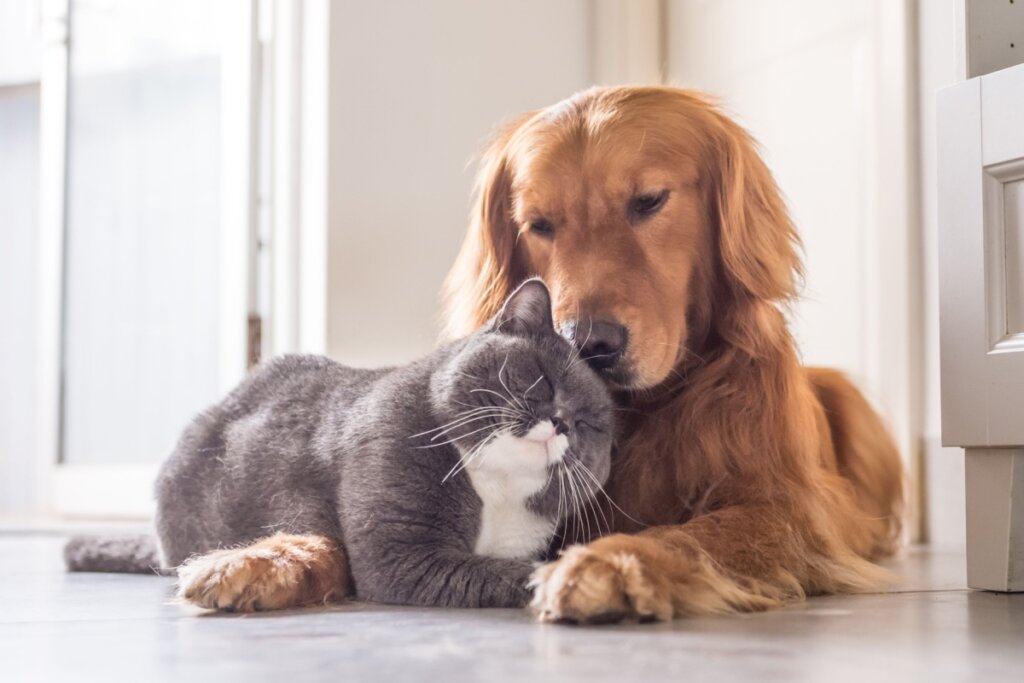 10 principais tipos de personalidade de gato 