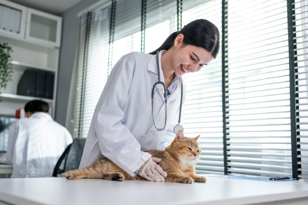 Veterinária usando jaleco examinando gato com a pelagem bege