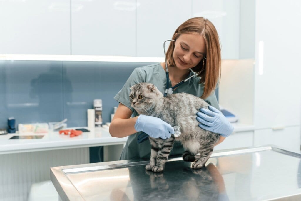 Veja as causas e os sintomas da hipertrigliceridemia em animais
