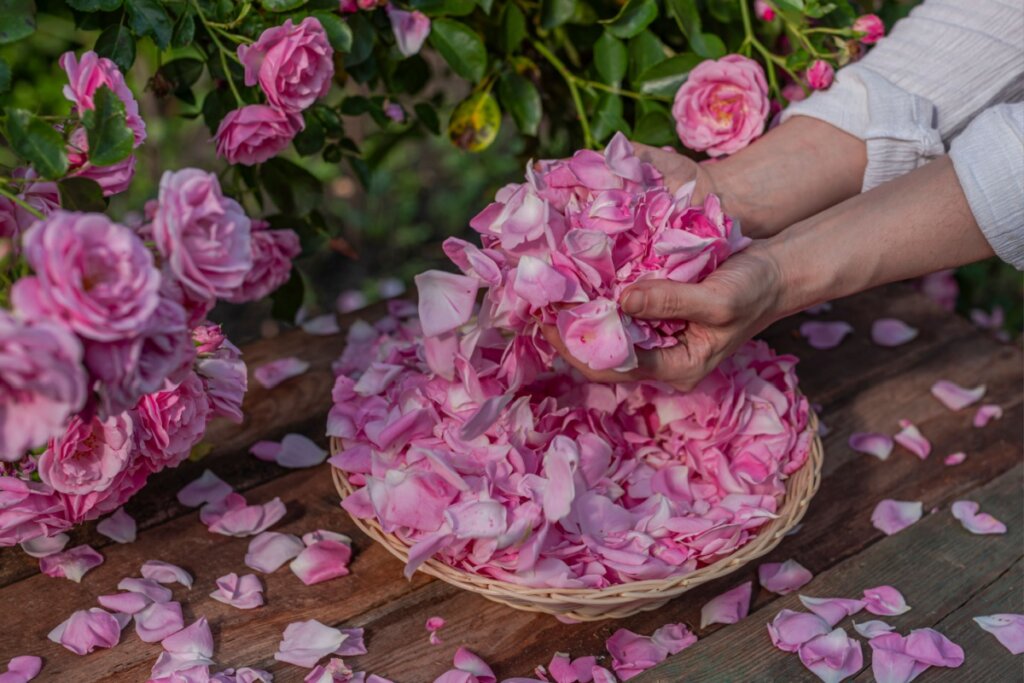 mãos segurando pétalas de rosa sobre pote com diversas pétalas e rosas inteiras ao fundo 