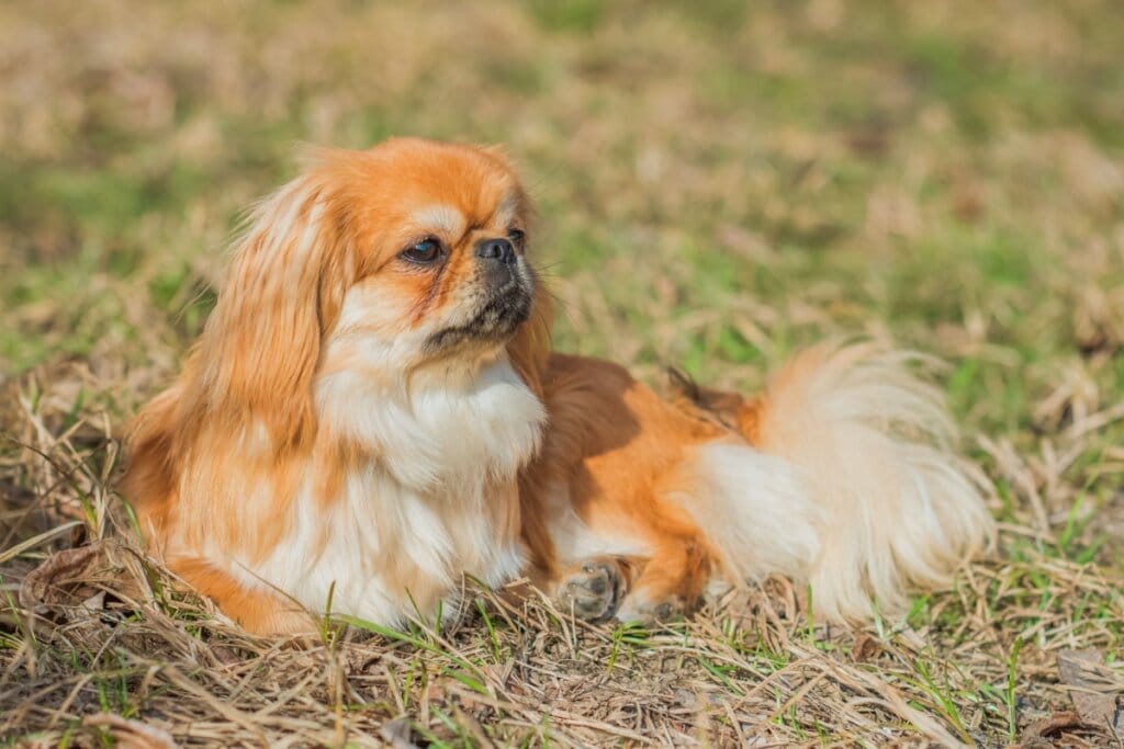 Cachorro pequinês laranja e branco deitado na grama