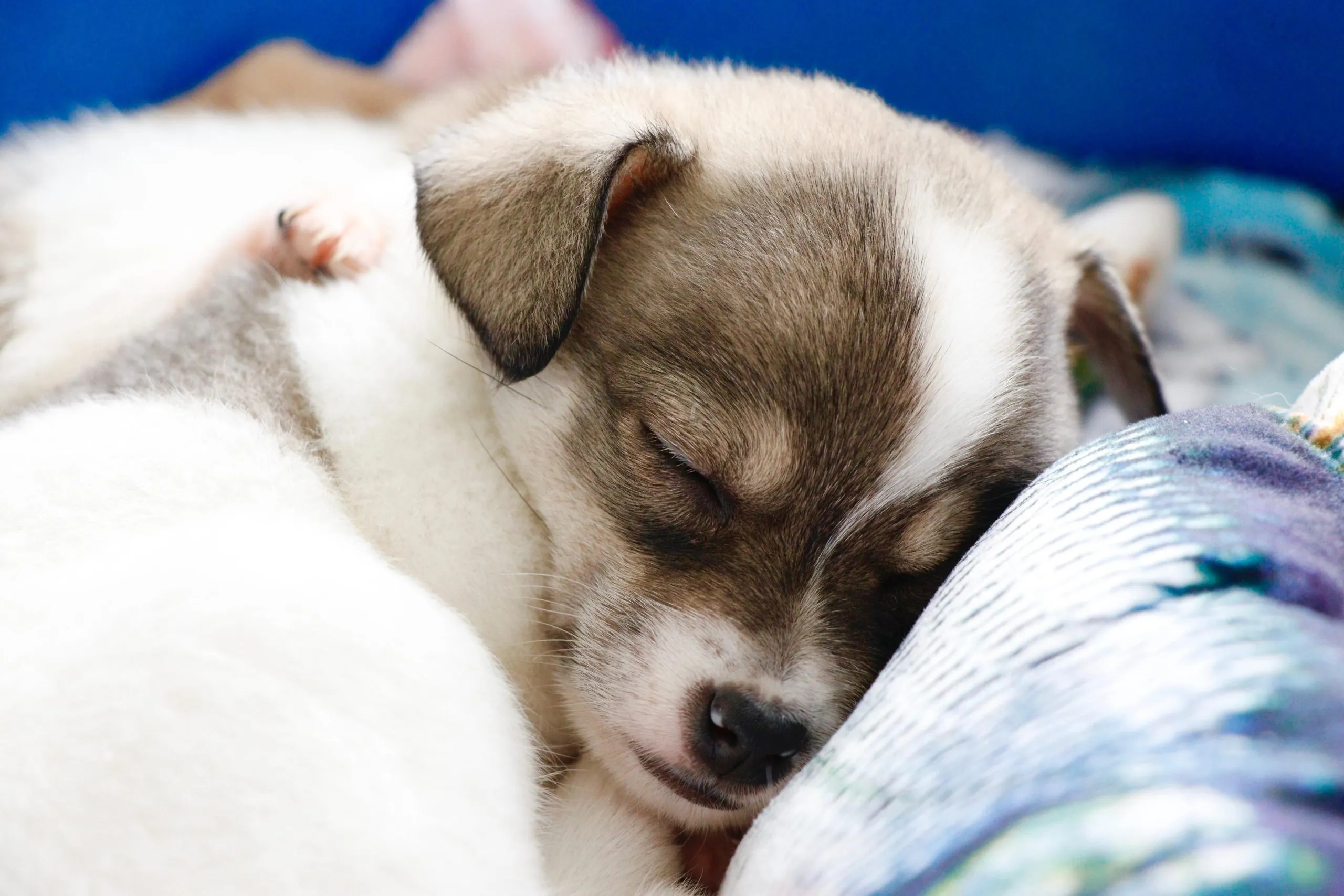 Nova edição presencial do 'Baby, me leva!' ocorre neste sábado (4)