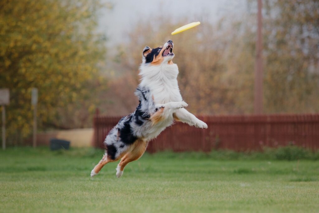 Imagem de um cachorro pulando para pegar um disco de brinquedo no ar