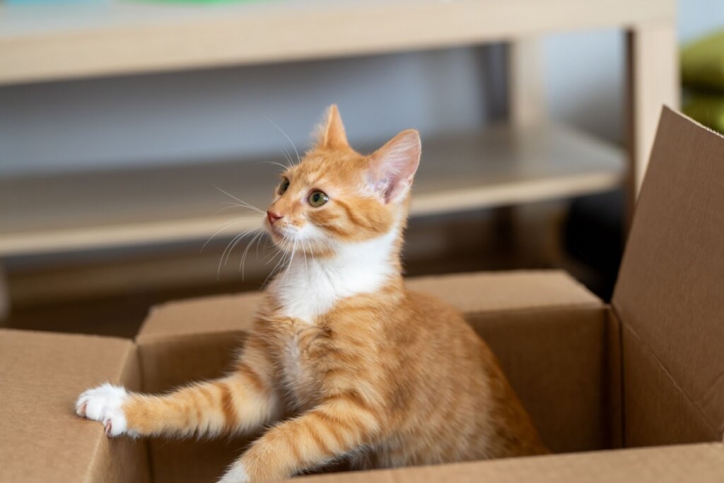 Imagem de um gato alaranjado saindo de uma caixa de papelão