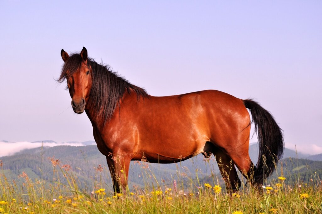 Imagem de um cavalo marrom parado em um espaço aberto com montanhas e um céu azul ao fundo