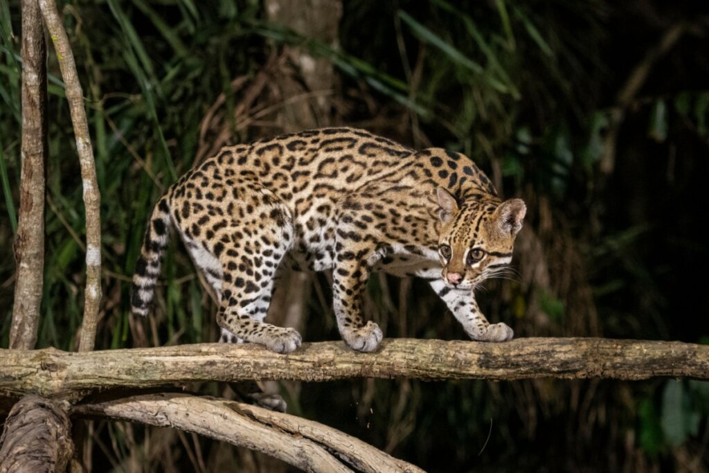 jaguatirica em floresta andando em galho de árvore e olhando para o lado