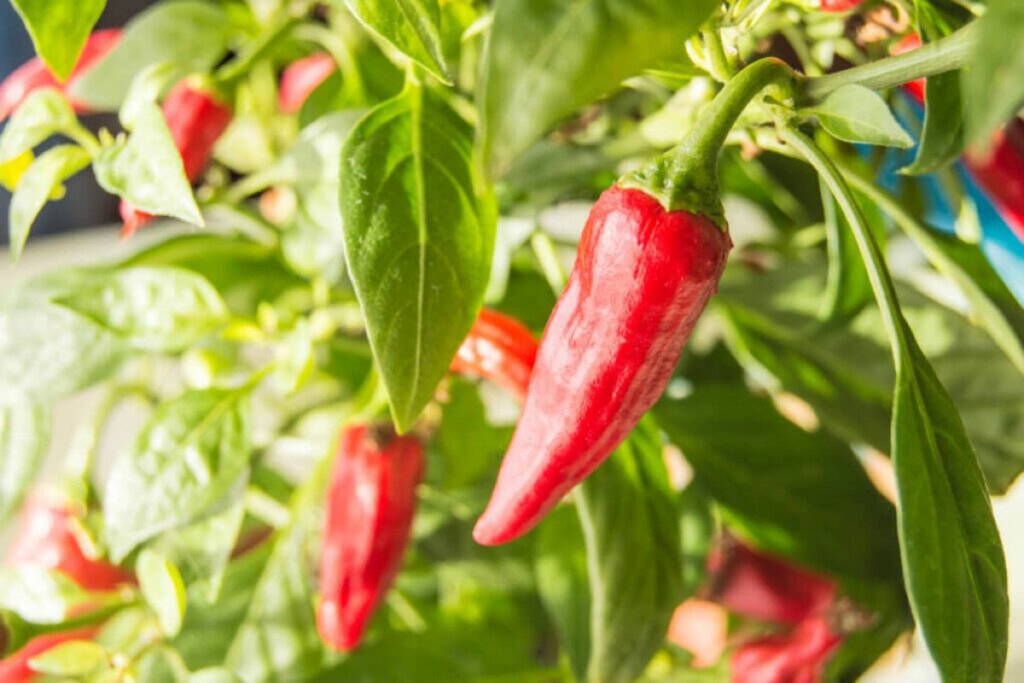 Pimenteira com pimentas vermelhas e folhas verdes