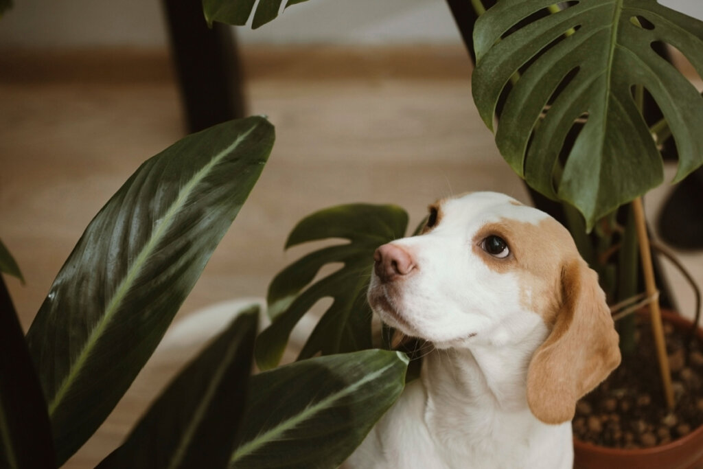 7 dicas simples para cuidar de plantas em casa
