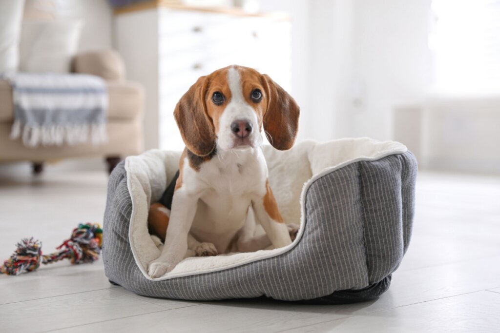 Cachorro com o pelo branco e marrom sentado dentro da caminha no meio da sala com um brinquedo ao lado