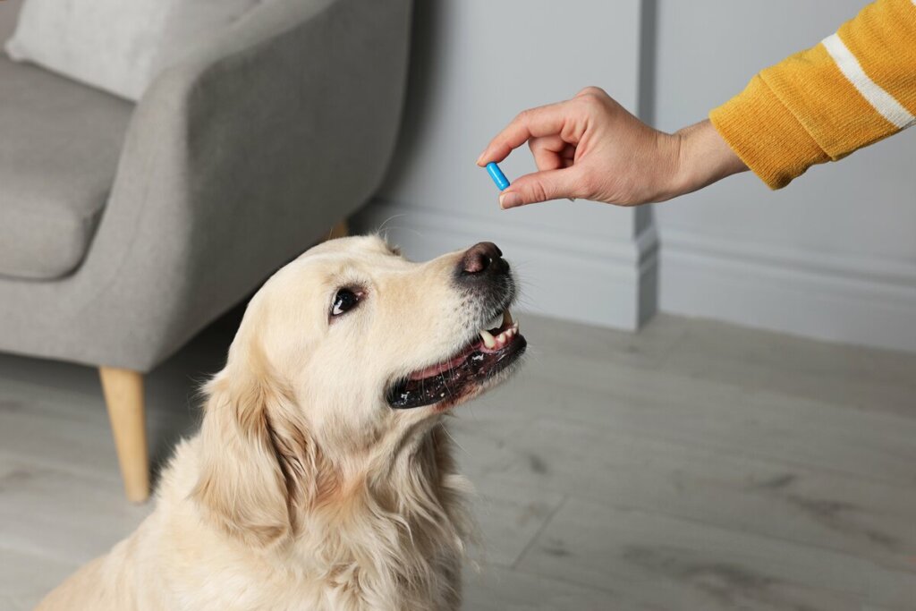 Mão feminina segurando um comprimido azul em frente a um cachorro sentado 