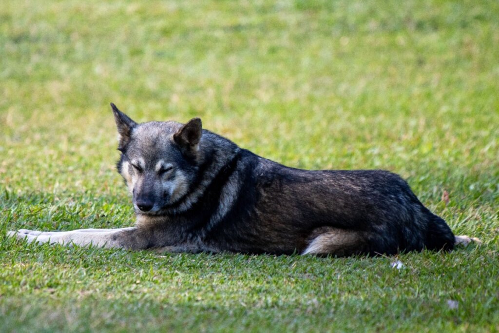 Cão da raça pastor da Mantiqueira deitado na grama com os olhos cerrados