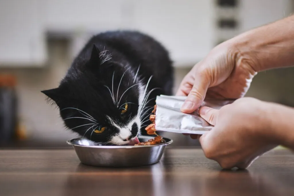 Pessoa colocando sachê no recipiente e um gato comendo