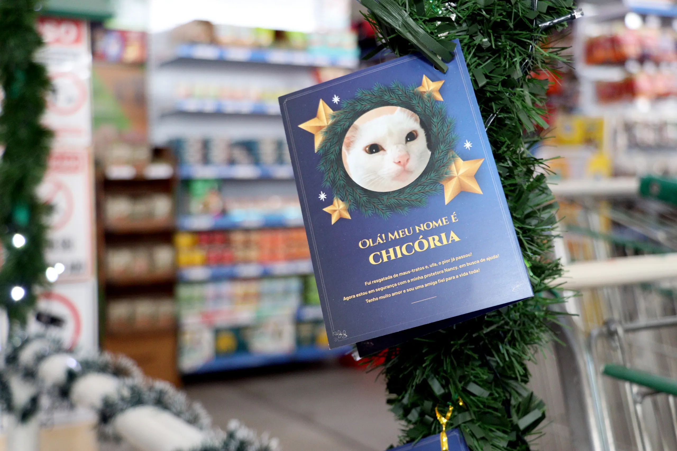 Suzano promove campanha de apadrinhamento para beneficiar cães e gatos acolhidos