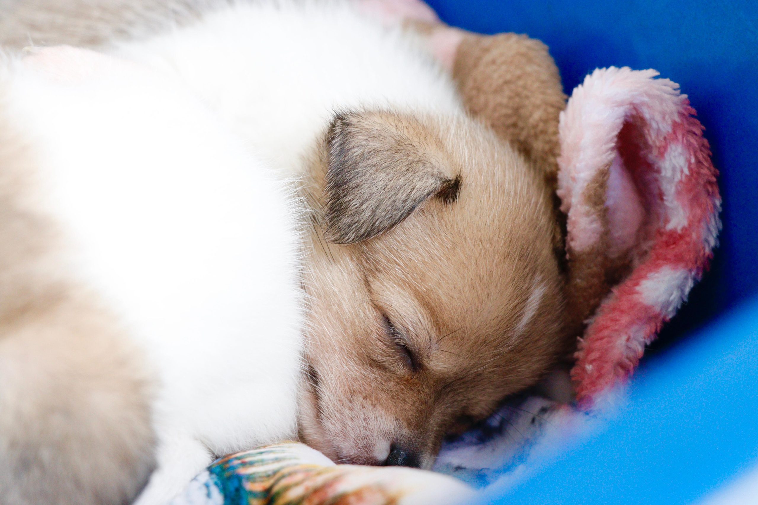 Última edição do 'Baby, me Leva!' garante mais 16 adoções de cães e gatos