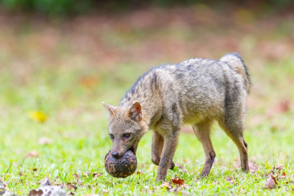 Imagem de um cachorro-do-mato com uma fruta na boca