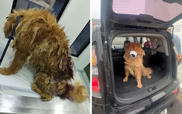 Polícia resgata cachorro em situação de maus-tratos em Arujá e mulher é presa