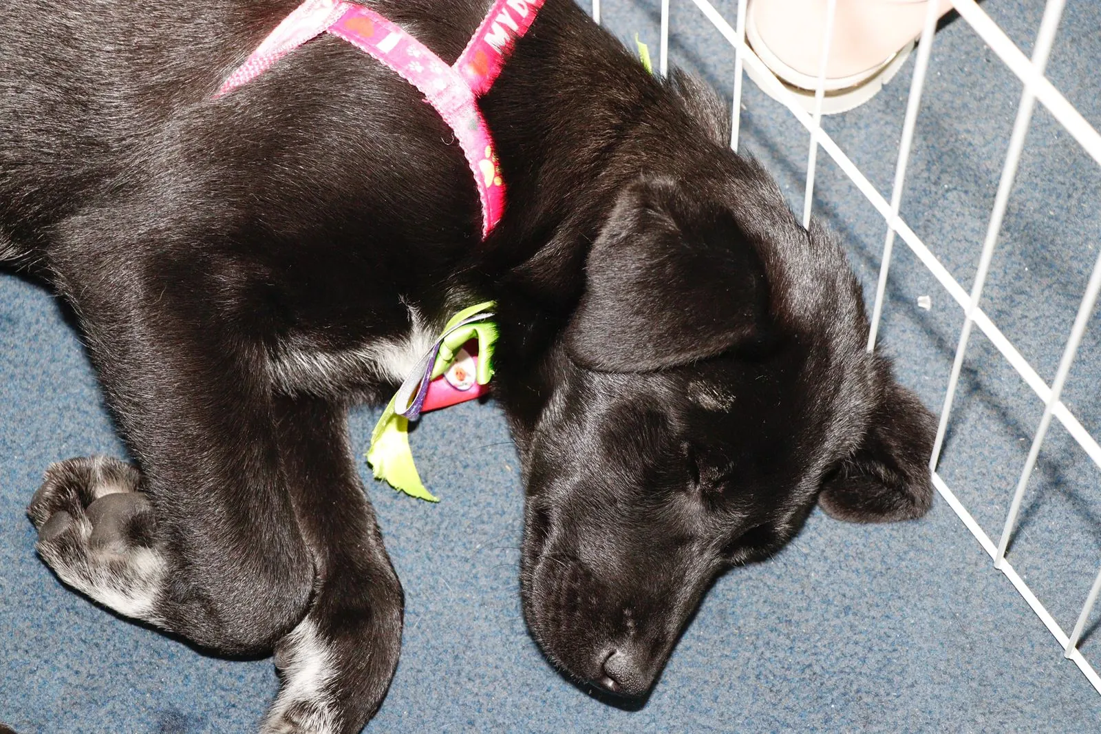 'Baby, Me Leva!' promove adoção de cães e gatos neste domingo em Suzano