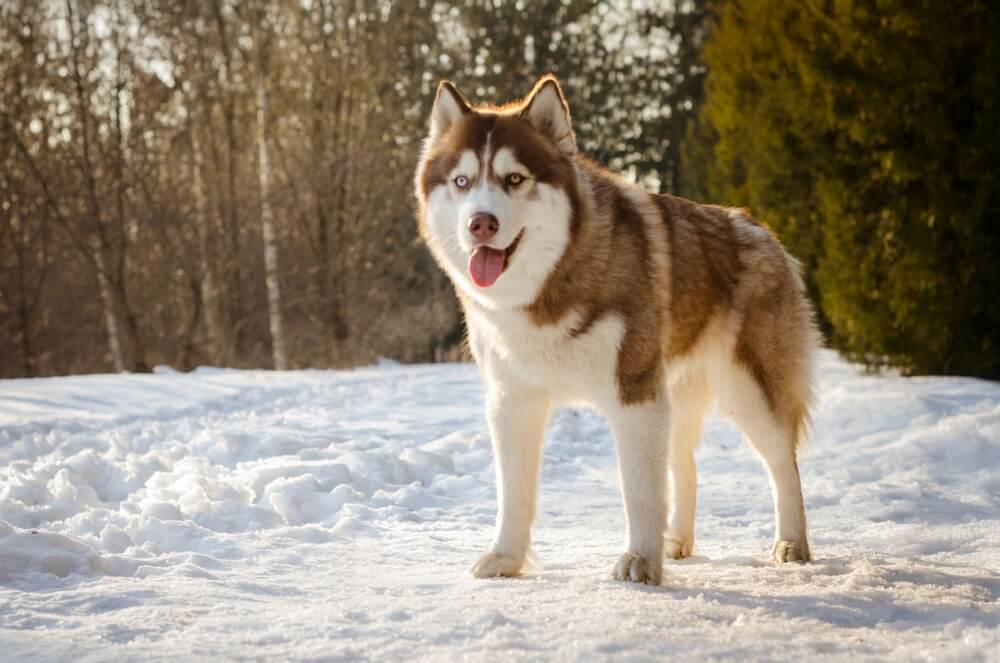 Husky Siberiano na floresta no meio da nevasca