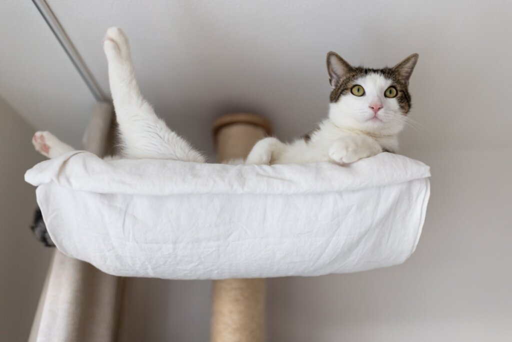 Imagem de um gato deitado em uma rede pendurada próxima ao teto