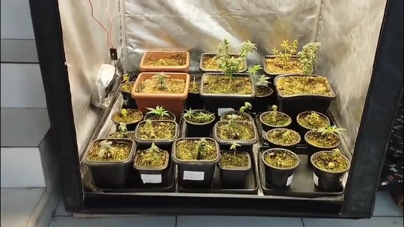 Casal é preso em flagrante por cultivar mudas de maconha dentro de casa, em Arujá