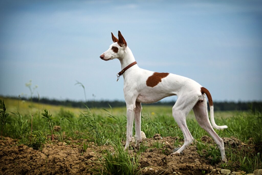 Cachorro grande, esguio, com pelagem branca e marrom andando na grama ao ar livre