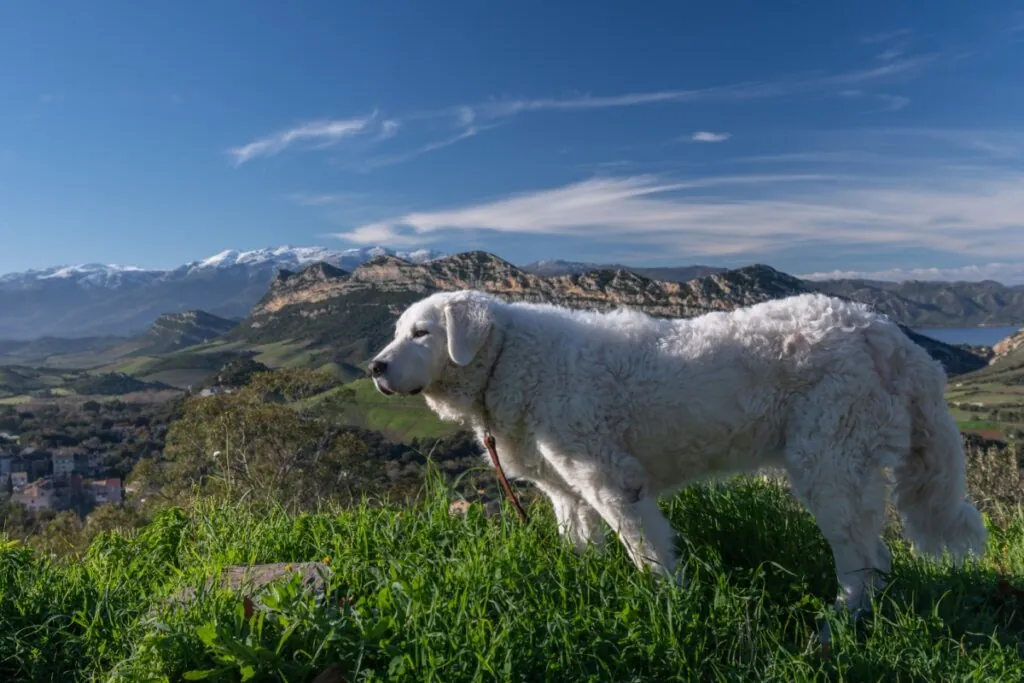 Um cachorro da raça Kuvasz, de grande porte e pelagem branca ondulada, em pé sobre uma colina gramada. O cão está de perfil, olhando para a esquerda da imagem. Ao fundo, uma vasta paisagem natural exibe vales verdes, montanhas rochosas e picos distantes cobertos de neve sob um céu azul com nuvens finas.