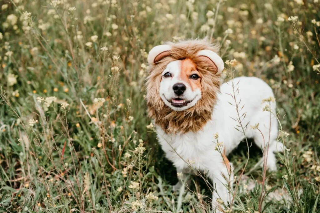 Cachorro, com pelagem branca e manchas bege, usando fantasia de leão em um jardim