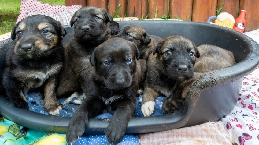 Nubea, em Mogi das Cruzes, tem filhotes de 1 mês disponíveis para adoção