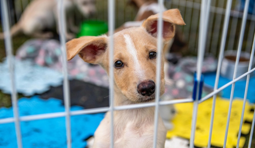 Mogi das Cruzes tem feira de Adoção e Passeio do Bem neste sábado