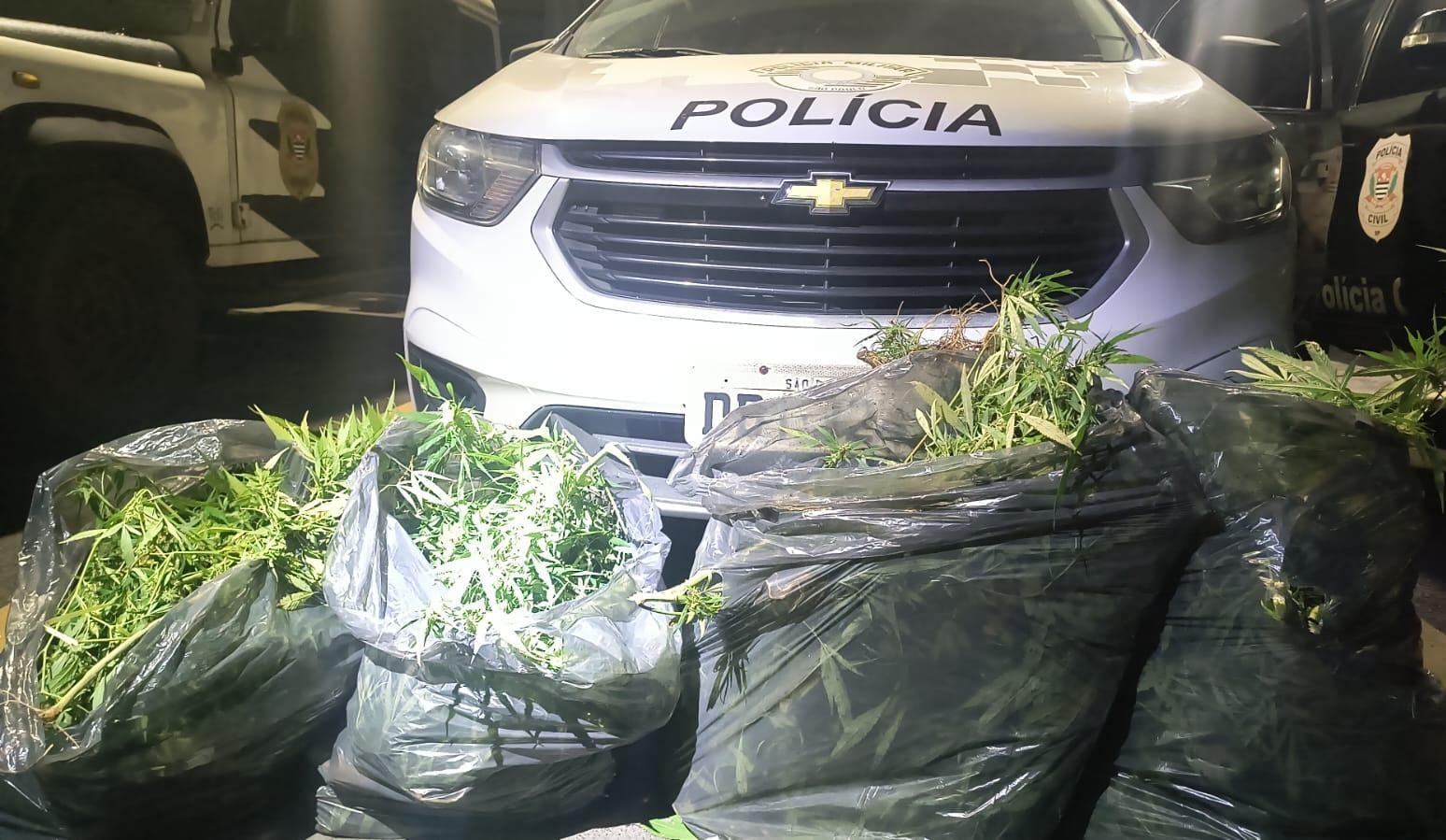 Vídeo: polícia descobre plantação de maconha no fundo de residência em Itaquaquecetuba
