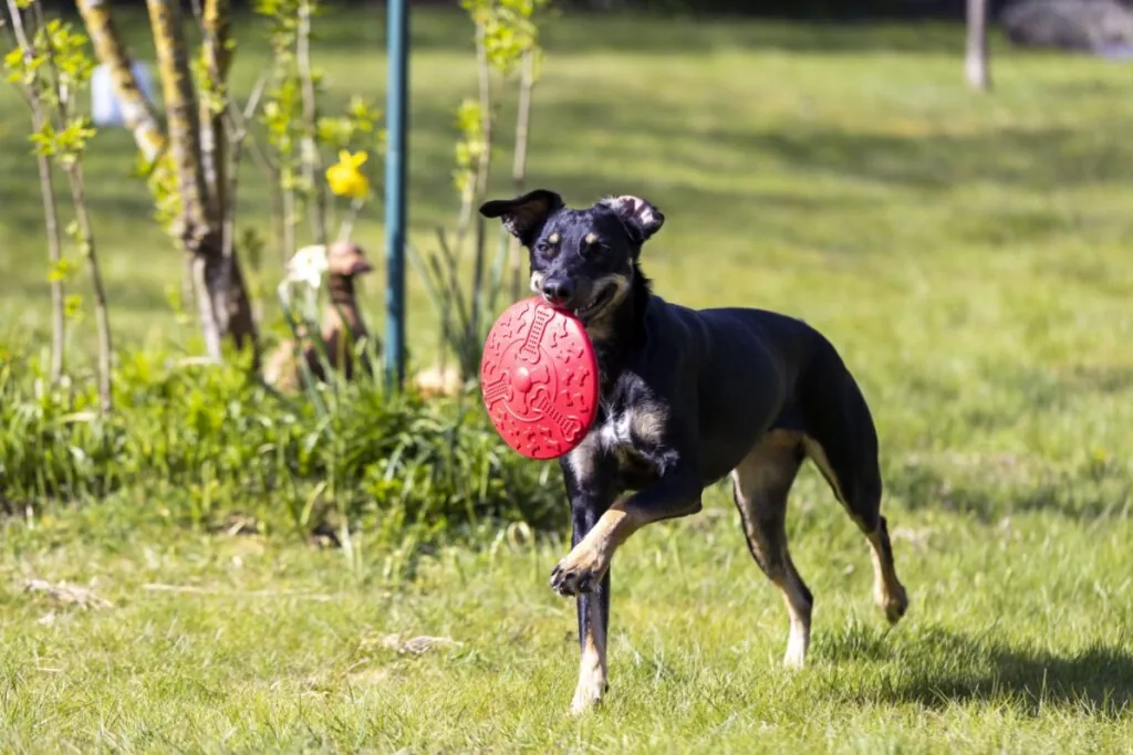 Manchester terrier correndo no gramado enquanto segura um brinquedo vermelho na boca durante a brincadeira