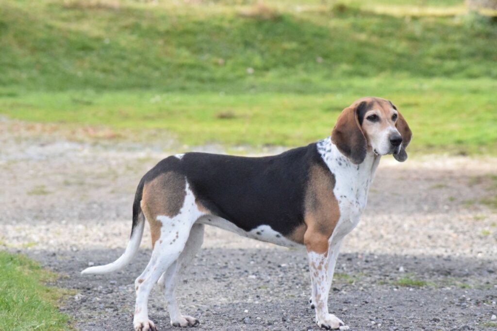 Beagle Harrier, com pelagem branca, preta e marrom, em pé em um parque 