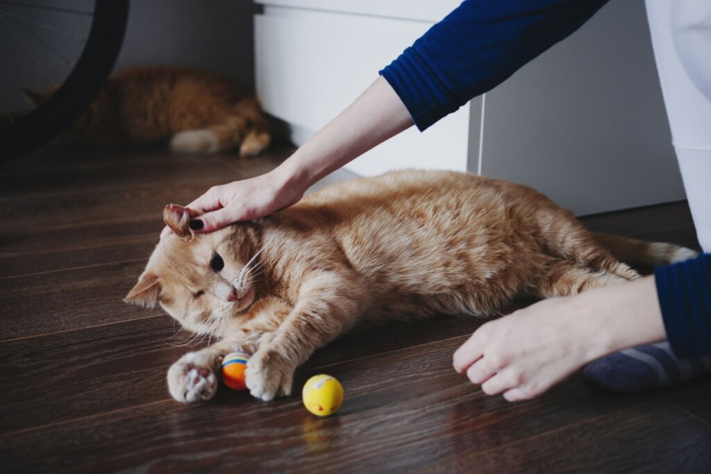 Gato brincando com bolinhas e sendo acariciado pelo tutor