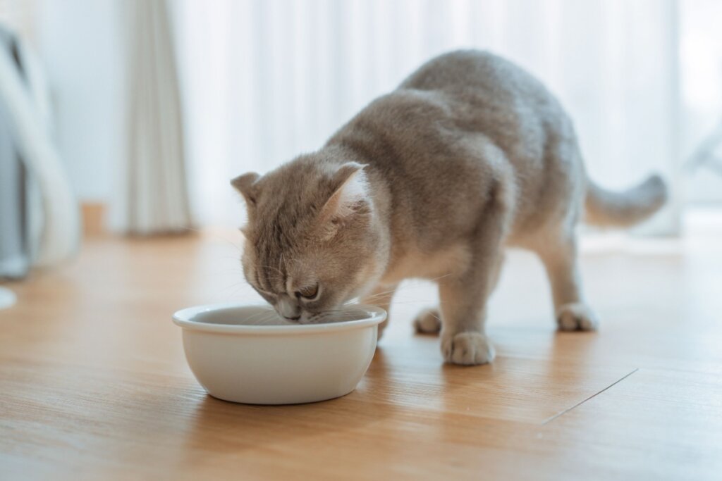 Animal não quer comer: entenda as causas e quando procurar ajuda veterinária