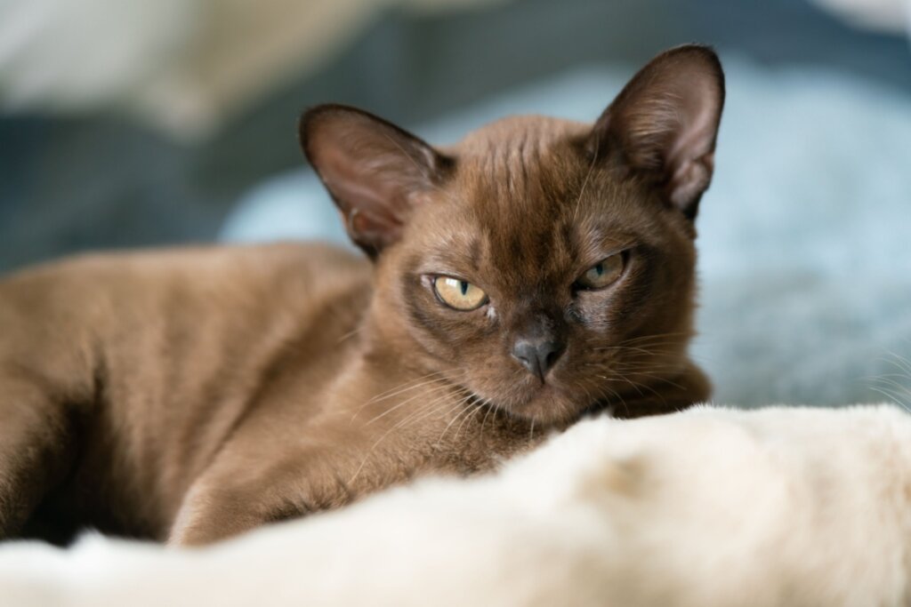 Birmanês, com pelagem marrom e olhos verdes, deitado em um cobertor branco