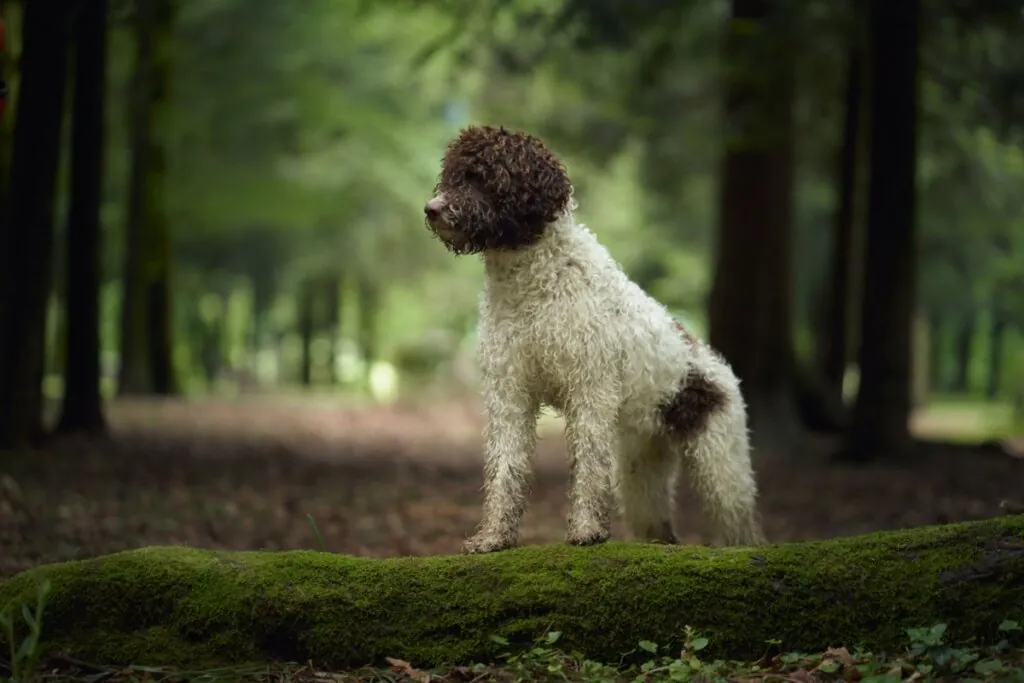 Lagotto romagnolo: conheça as características dessa raça de cachorro