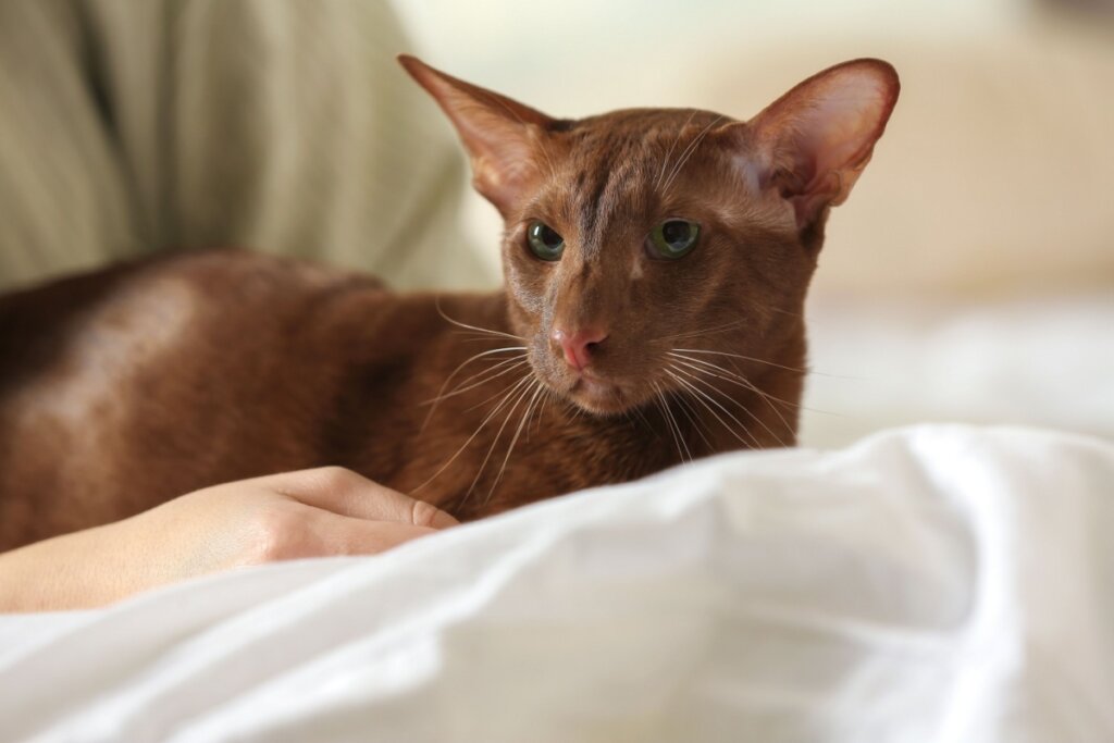 Oriental Shorthair, com pelagem marrom, deitado em uma cama com forro branco 