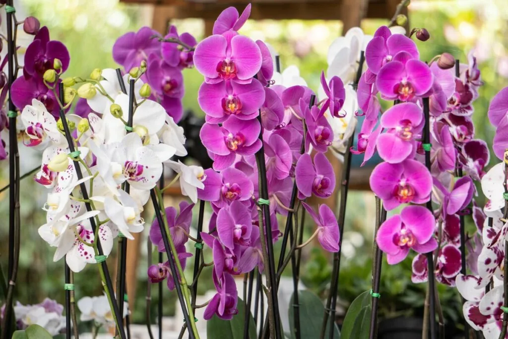 Orquídeas rosas e brancas em um jardim