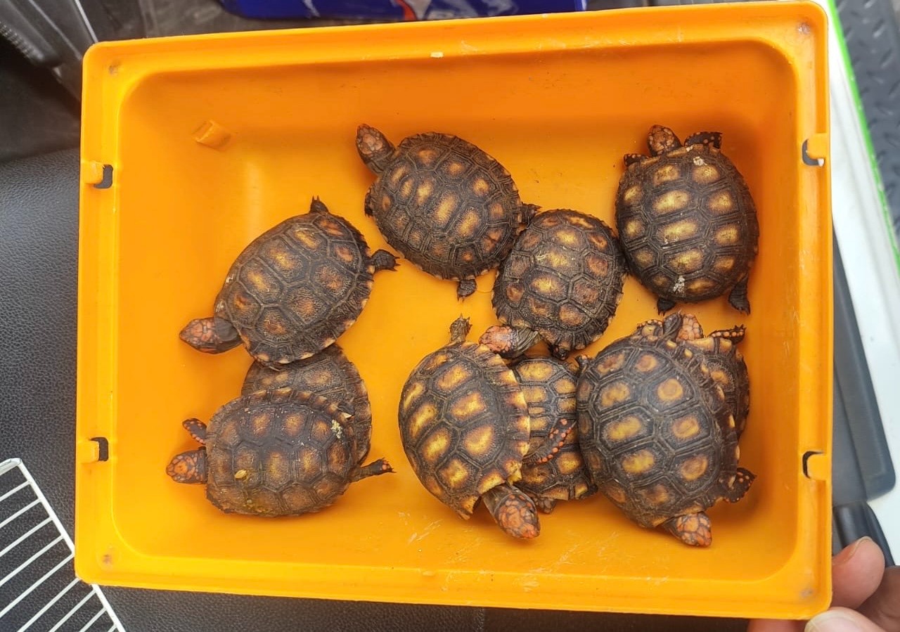 Suspeita em entrega revela crime ambiental e dez jabutis são apreendidos em Suzano