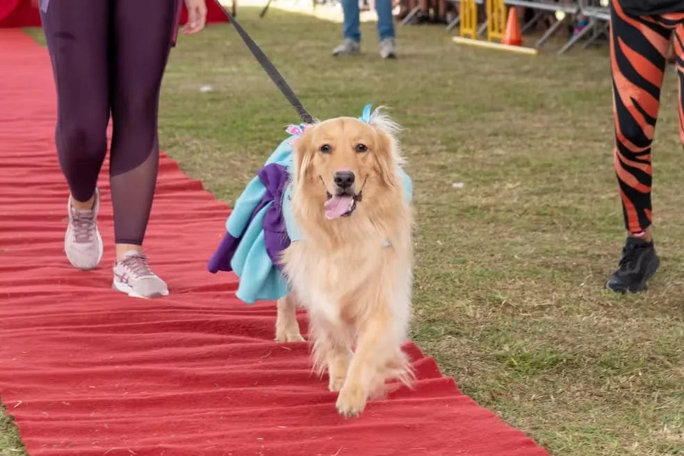 4ª edição do Festcão Suzano reúne 6 mil pessoas no Parque Max Feffer e garante 47 adoções